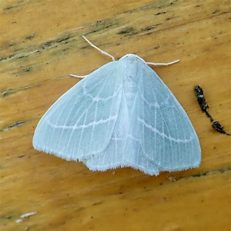 Small Emerald Somerset Moths