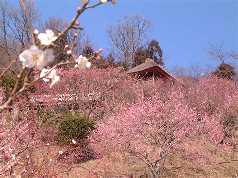 つくば市の写真／つくば市公式ウェブサイト