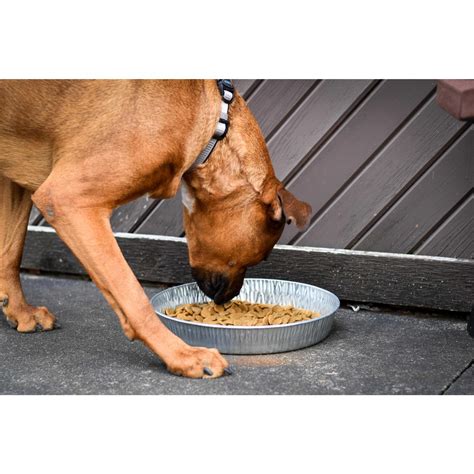 Bergan Galvanized Pet Pan 3 Quarts Pet Supplies Online Store