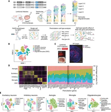 In Vivo Perturb Seq Reveals Neuronal And Glial Abnormalities Associated