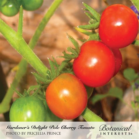 Gardener S Delight Pole Cherry Tomato Seeds Vegetables Botanical