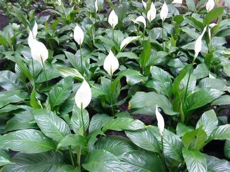 Cuna de Moisés los trucos para que tú planta siempre tenga flores