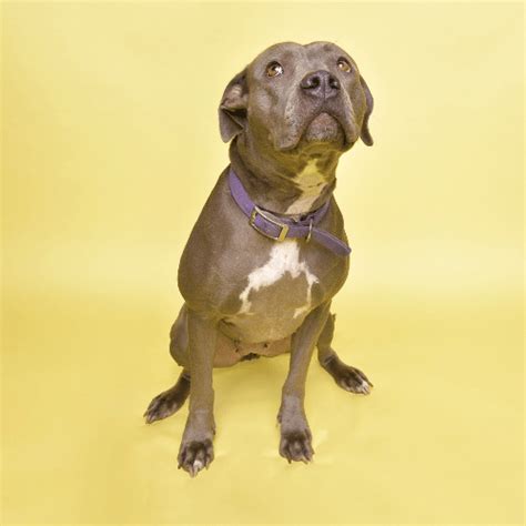 Blue Fawn Pitbull - Breed Profile - Appearance & Temperament