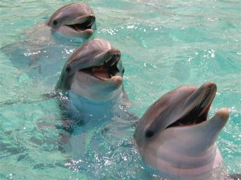 Smiling dolphin pictures