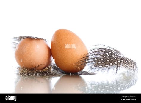 Guinea fowl eggs hi-res stock photography and images - Alamy