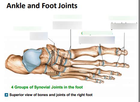 Ankle And Foot Joints Diagram Quizlet