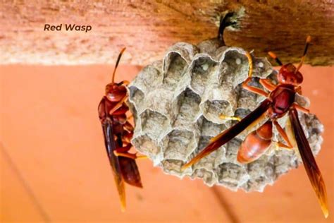 5 Common Wasps In Florida And How To Identify Them Inside And Out Pest Services