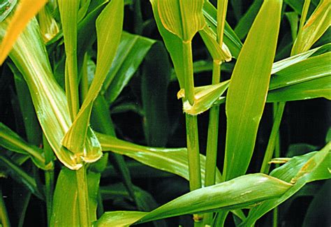 Weed Identification Wet Tropics Management Authority