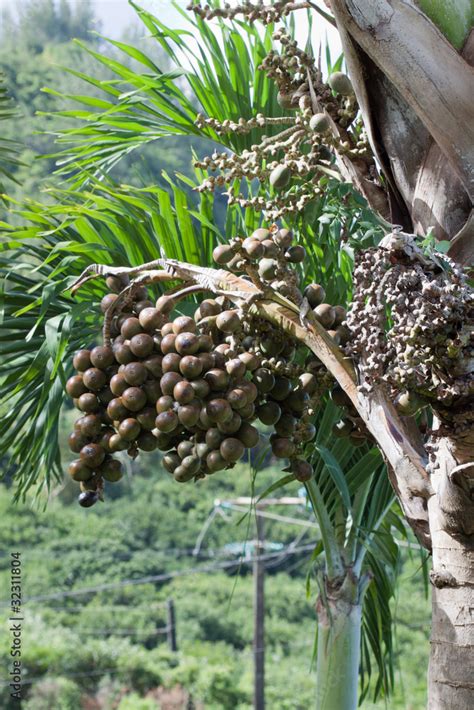 Fruits Comestibles Du Latania Lontaroides Latanier Rouge Stock Photo