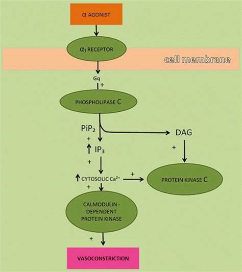 Drugs and the Cardiovascular System | Basicmedical Key