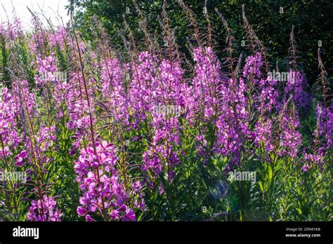 A Field Of Wild Purple Flowers In The Sun At Dusk Surrounded By