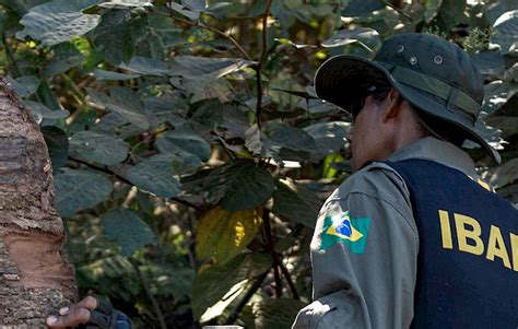 Sou Ecológico Ibama aplica menos multas na Amazônia mesmo alta no