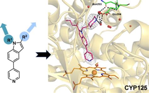 Structure based discovery of inhibitors of CYP125 and CYP142 from Mycobacterium tuberculosis ...