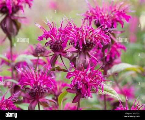 Monarda ‘on Parade Stock Photo Alamy