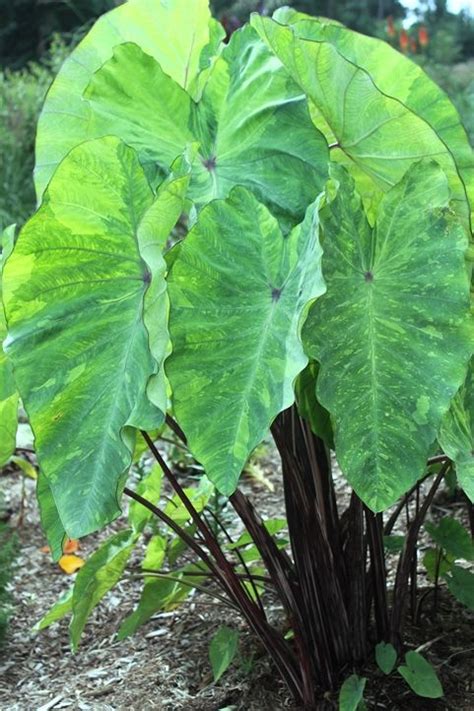 Colocasia Esculenta Lemon Lime Gecko Colocasia Exotic Plants Plants