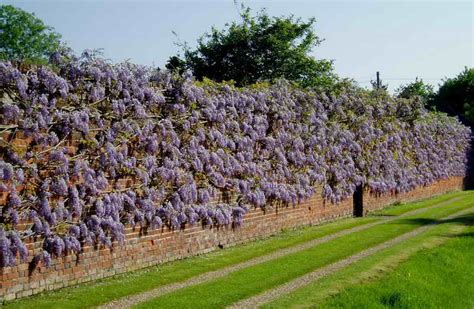 Wisteria Sp