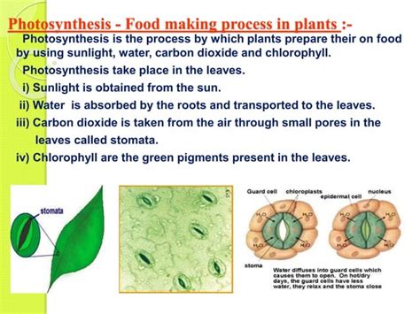 Nutrition In Plants Direct Instructin Pptx