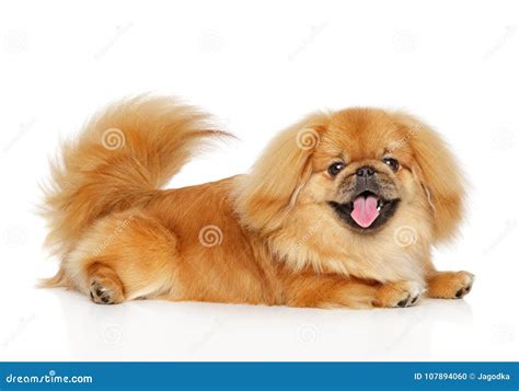 Happy Pekingese Dog On White Background Stock Photo Image Of Funny