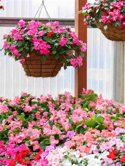 8 Plants Perfect for Hanging pots! - Organicbazar Blog