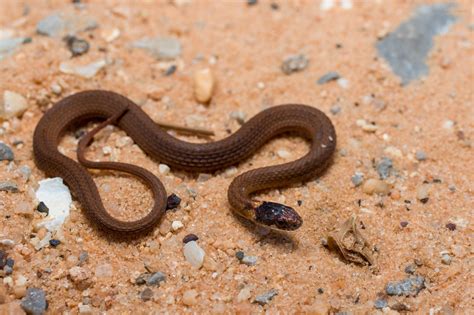 Red Bellied Snake Reptiles And Amphibians Of Mississippi