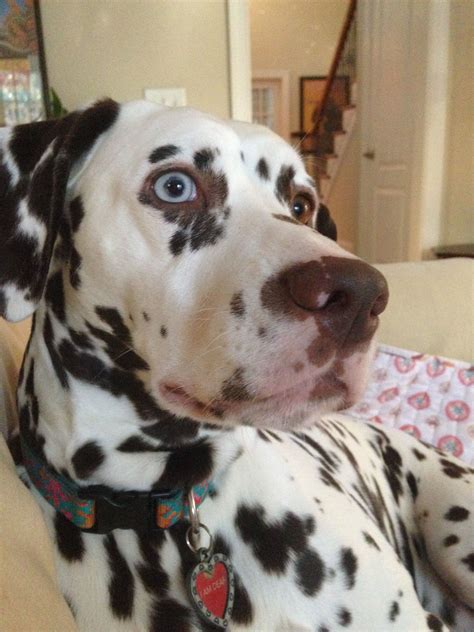 Delilah Liver Spotted Dalmatian Beautiful Dogs Dalmatian Pointer Dog