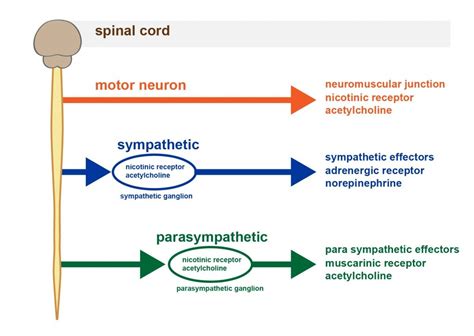 5 Autonomic Nervous System Functions Of Cells And Human Body