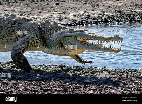 Cocodrilo Americano Crocodylus Acutus Fotos e Imágenes de stock Alamy