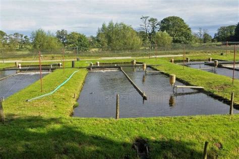 The Inland Fish Farming Business Is Growing Know Why Moggs Estates