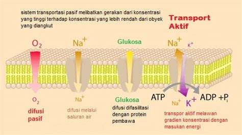 Struktur Dan Fungsi Membran Sel Siap Ujian