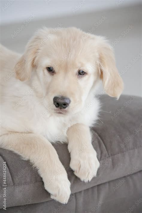 O Golden Retriever Uma Ra A Canina Do Tipo Retriever Origin Ria Da