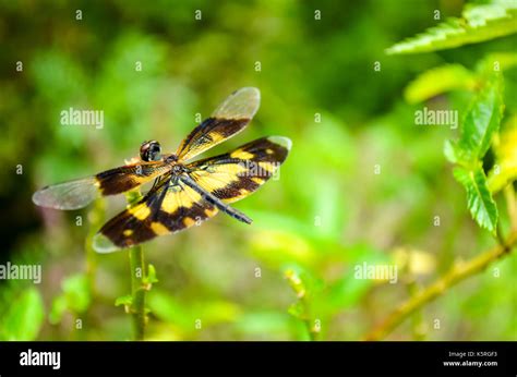 Black Yellow Dragonfly Hi Res Stock Photography And Images Alamy