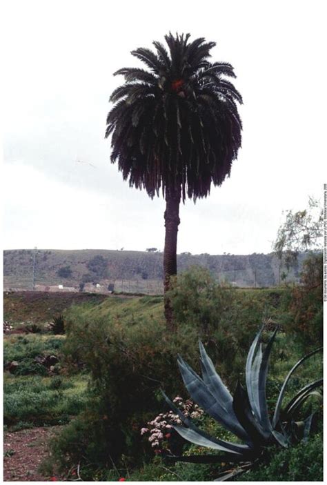 Palmera En San Lorenzo Memoria Digital De Canarias Mdc