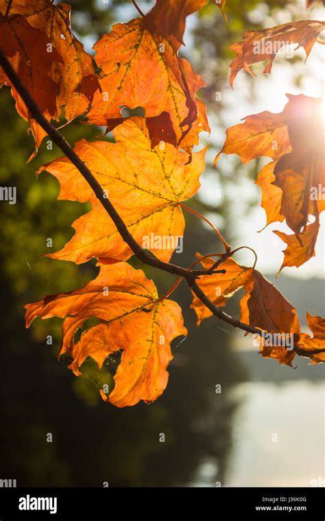 Michigan Fall colors Stock Photo - Alamy