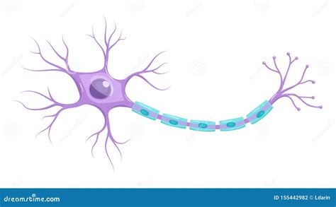 Illustration Of Neuron Anatomy Vector Infographic Neuron Nerve Cell