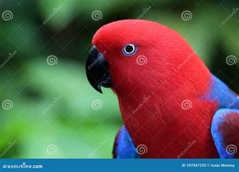 Female Eclectus Parrot