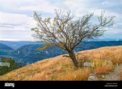 Naked Tree In Autumn Mountains Of Kotor Montenegro Stock Photo Alamy