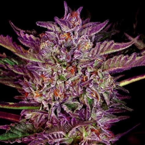 Purple Bud Feminisiert Auto White Label Hanfsamen Diskret Bestellen