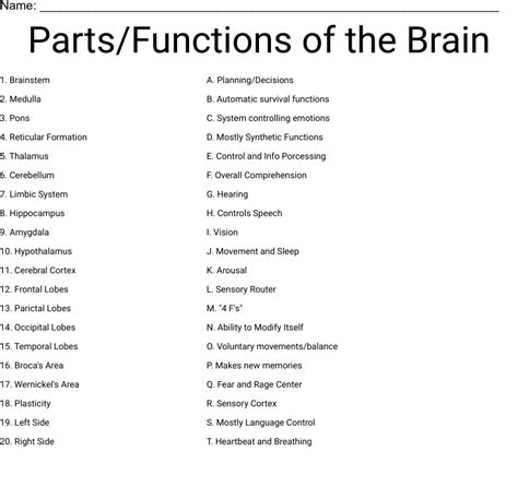 Brain Parts And Functions Worksheet