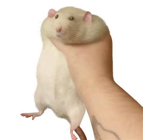 Holding Rat Meme But In Hd Made By A Friend Rrats