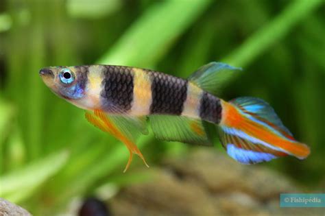 Killi Clown Pseudepiplatys Annulatus Fiche Poisson