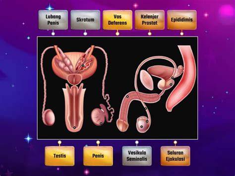 Male Reproductive System Beschriftetes Diagramm