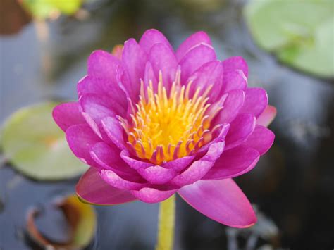 Nymphaea Nareeratana Hxt Isg Water Lily Thailand Flickr