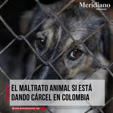 El Maltrato Animal Si Está Dando Cárcel En Colombia Meridiano Regional