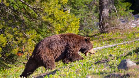 Black Bear Hunting - Tips For Success - eatingthewild.com