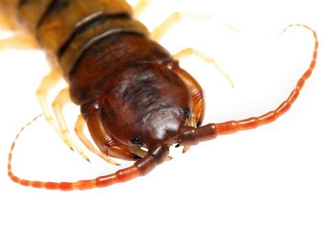 Stings So Good: Centipede Venom Could Fight Pain | Live Science