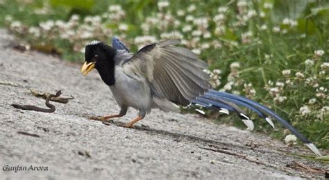 Yellow Billed Blue Magpie Gold Billed Magpie Urocissa