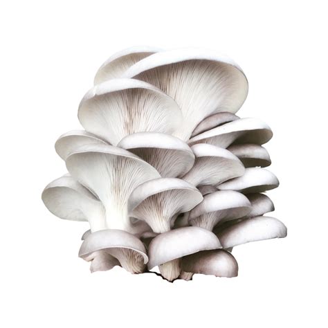 Uttarakhand Fresh Oyster Mushrooms 3 31 G Packaging Type Loose At Rs