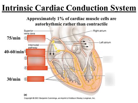 Topic 4 Cardiac Conduction System Diagram Quizlet