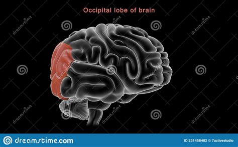 Occipital Lobe Of Human Brain Anatomy Side View Flat Vector