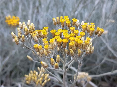 Currykraut Helichrysum italicum günstig kaufen